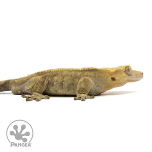 Cr-1915 facing right