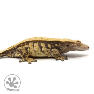 Cr-1917 facing right