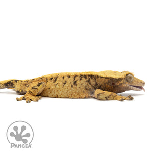 Cr-1919 facing right