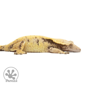 Cr-1926 facing right