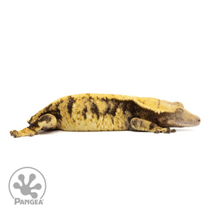 Cr-1928 facing right