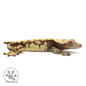 Cr-1932 facing right