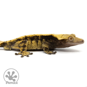 Cr-1933 facing right