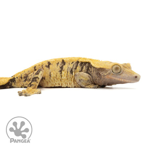 Cr-1934 facing right