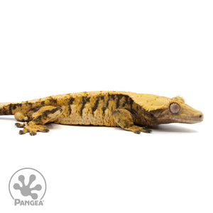 Cr-1941 facing right