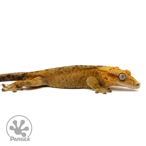 Cr-1943 facing right