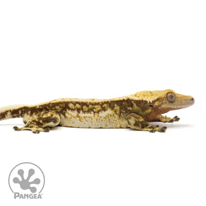 Cr-1954 facing right