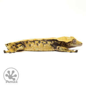 Cr-1956 facing right