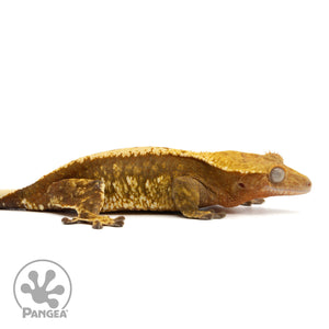 Cr-1957 facing right