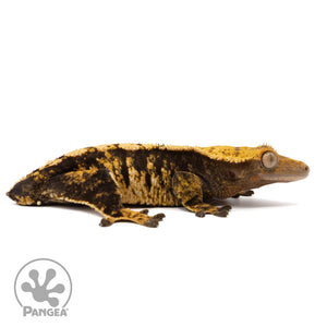 Cr-1966 facing right