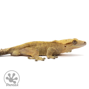 Cr-1989 facing right