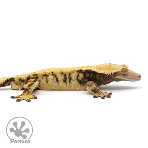 Cr-1991 facing right