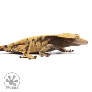 Cr-1994 facing right