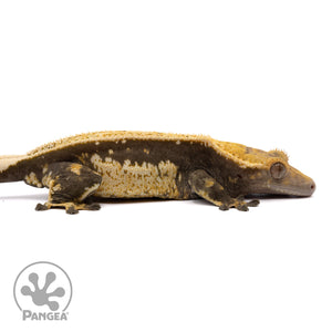 Cr-1996 facing right