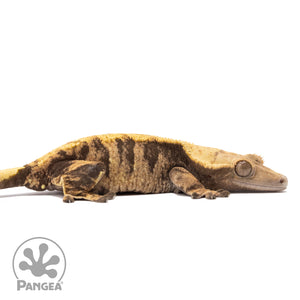 Cr-2004 facing right