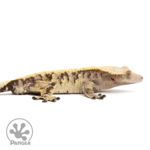 Cr-2012 facing right