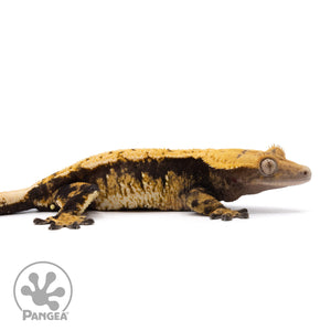 Cr-2018 facing right