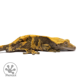 Cr-2020 facing right