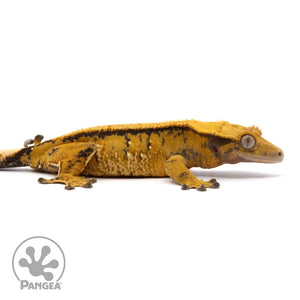 Cr-2021 facing right