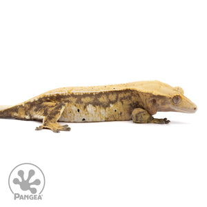 Cr-2026 facing right