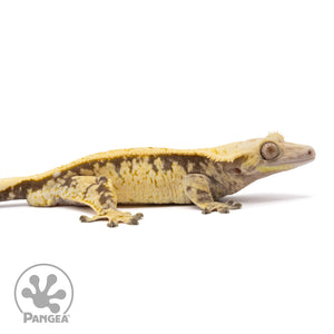 Cr-2028 facing right