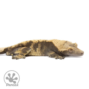 Cr-2031 facing right