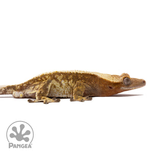 Cr-2041 facing right