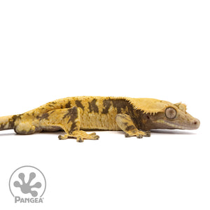 Cr-2043 facing right