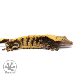 Cr-2046 facing right