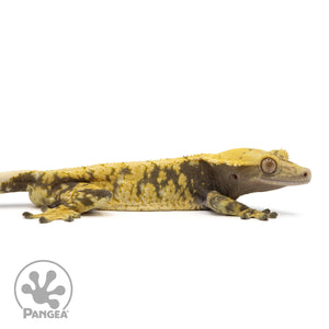 Cr-2049 facing right