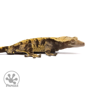 Cr-2051 facing right