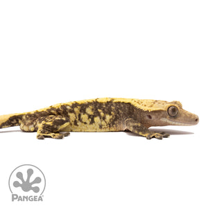 Cr-2052 facing right