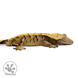 Cr-2053 facing right