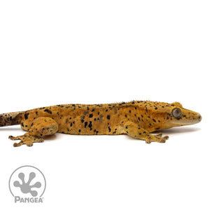 Cr-2060 facing right