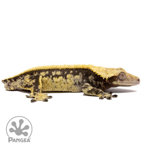 Cr-2062 facing right