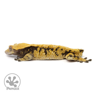 Male Tricolor Extreme Harlequin Crested Gecko Cr-2063