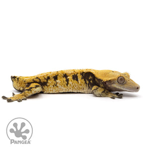Male Tricolor Extreme Harlequin Crested Gecko Cr-2063