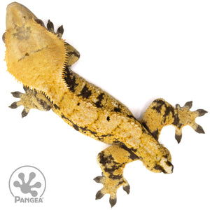 Male Tricolor Extreme Harlequin Crested Gecko Cr-2063