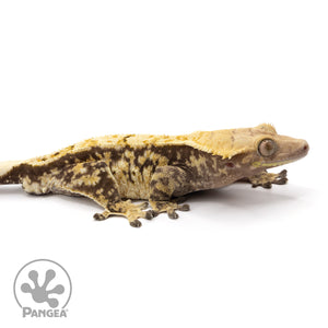 Cr-2066 facing right