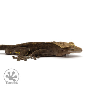 Cr-2073 facing right