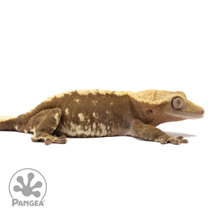 Cr-2079 facing right