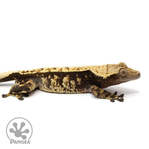 Cr-2086 facing right