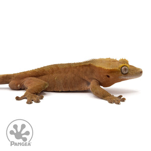 Cr-2088 facing right