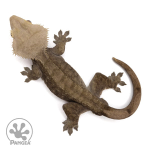Male Dark Patternless Crested Gecko Cr-2089
