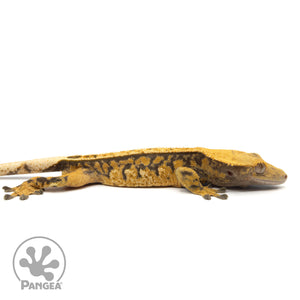 Cr-2091 facing right