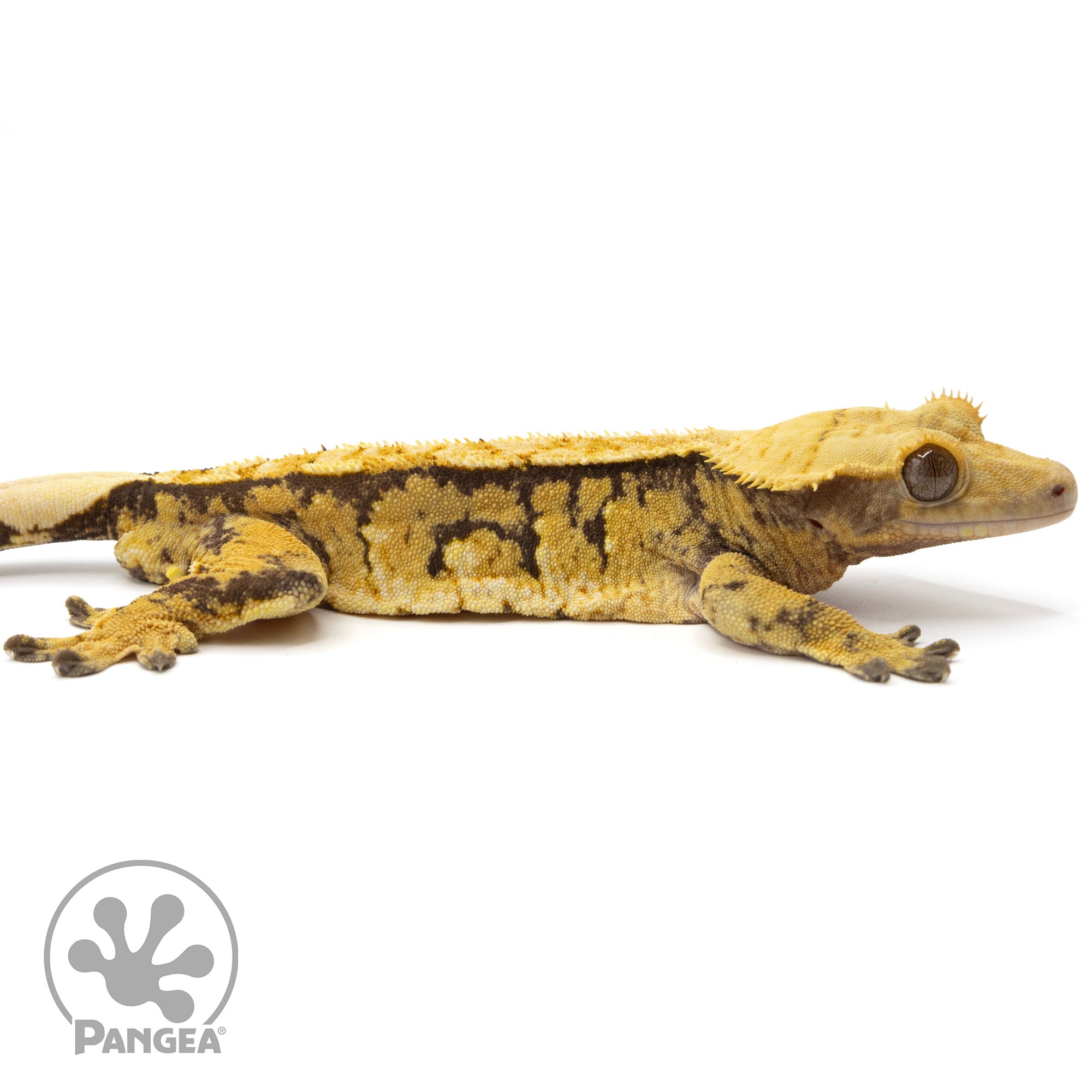 Male Tricolor Extreme Crested Gecko Cr-2093