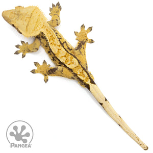 Male Tricolor Extreme Crested Gecko Cr-2093