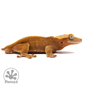 Cr-2099 facing right