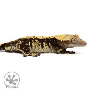 Cr-2104 facing right