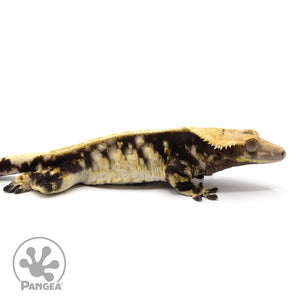 Cr-2106 facing right